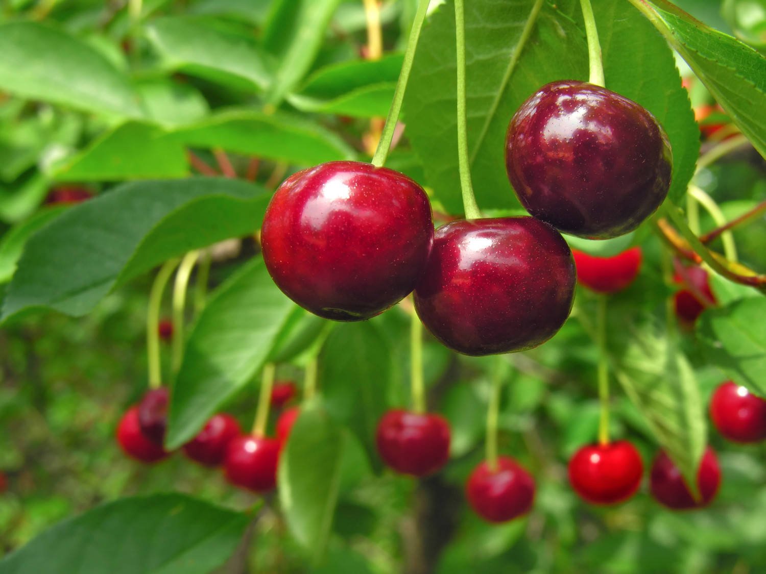 Acerola belongs to the tropical fruit-bearing shrubs in the family Malpighiaceae and contains 2-3 tiny seeds.