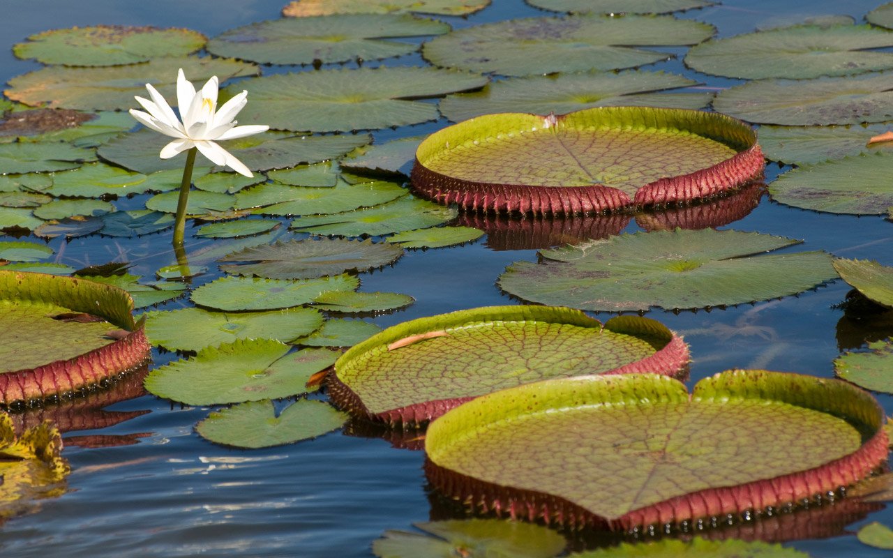 Amazonian water lilies leaves can grow over 2 meters in diameter