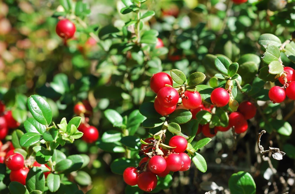 American Revolutionary War veteran Henry Hall first cultivated cranberries in the Cape Cod town of Dennis around 1816.