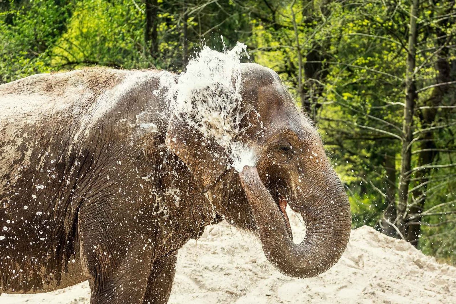 An Asian elephant can hold 8.5 L of water in its trunk - Serious Facts