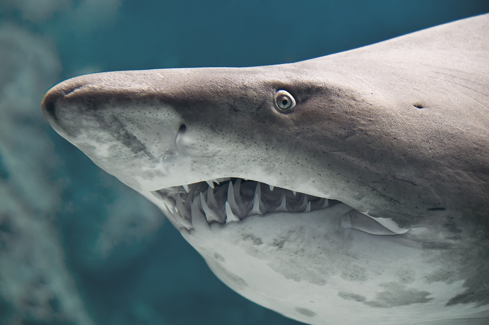 An average shark has 40-45 teeth in up to seven rows.