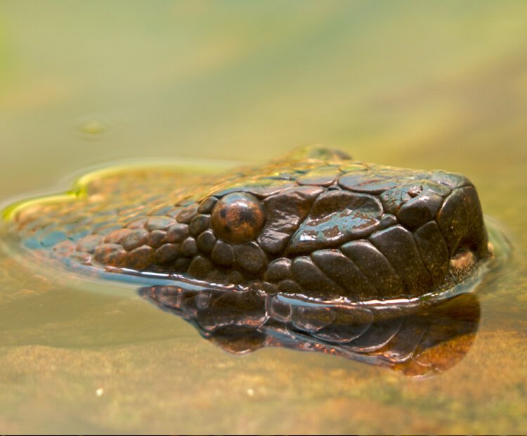 Anacondas can hold their breath for up to ten minutes under water.