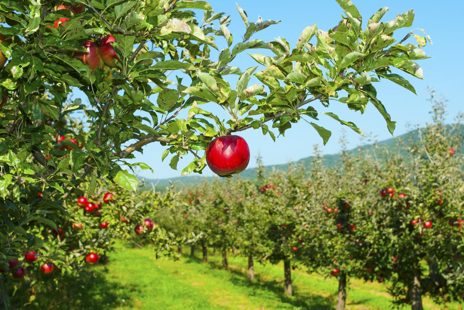 Apples are the second most-valuable fruit grown in the United States.