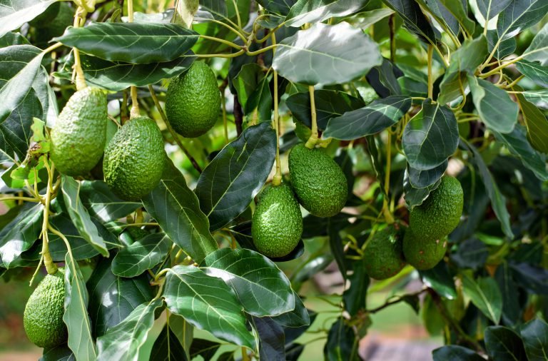 Avocado cultivation in Florida didn’t start until 1833