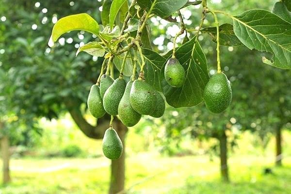 Avocado trees can sometimes live up to 400 years or more in Mexico.