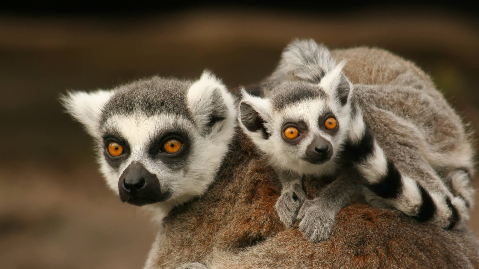 Baby lemurs stay with their mom around two years.