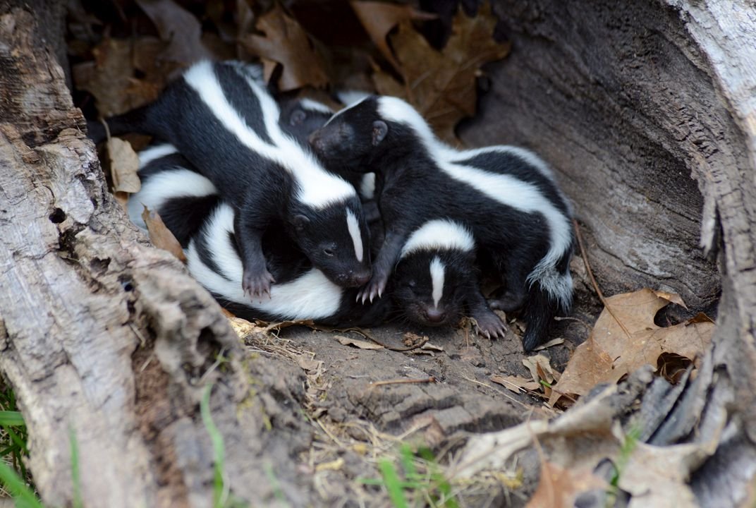 Baby skunk is called kit.