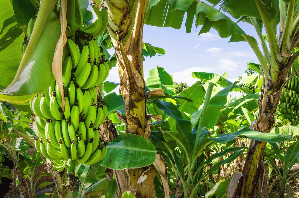 Bananas were probably the first cultivated fruit, and the first banana farms were located in southeast Asia.