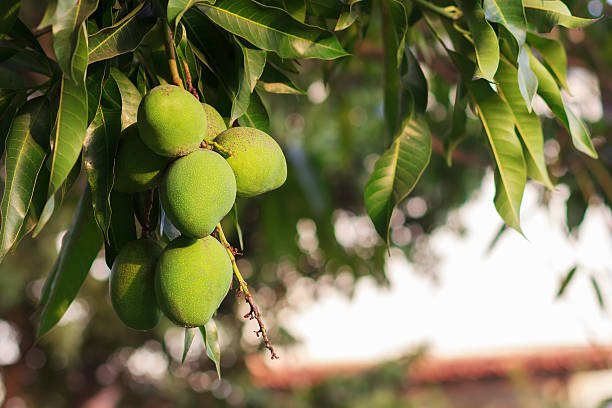 Bangladesh declared the Mango tree as its National Tree in 2010.