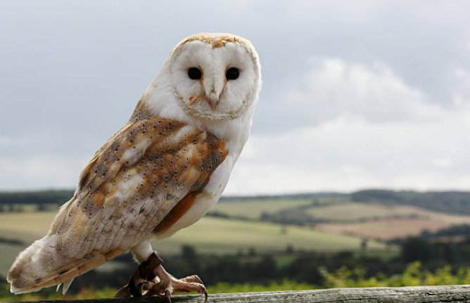 Barn owls have heart shaped face.