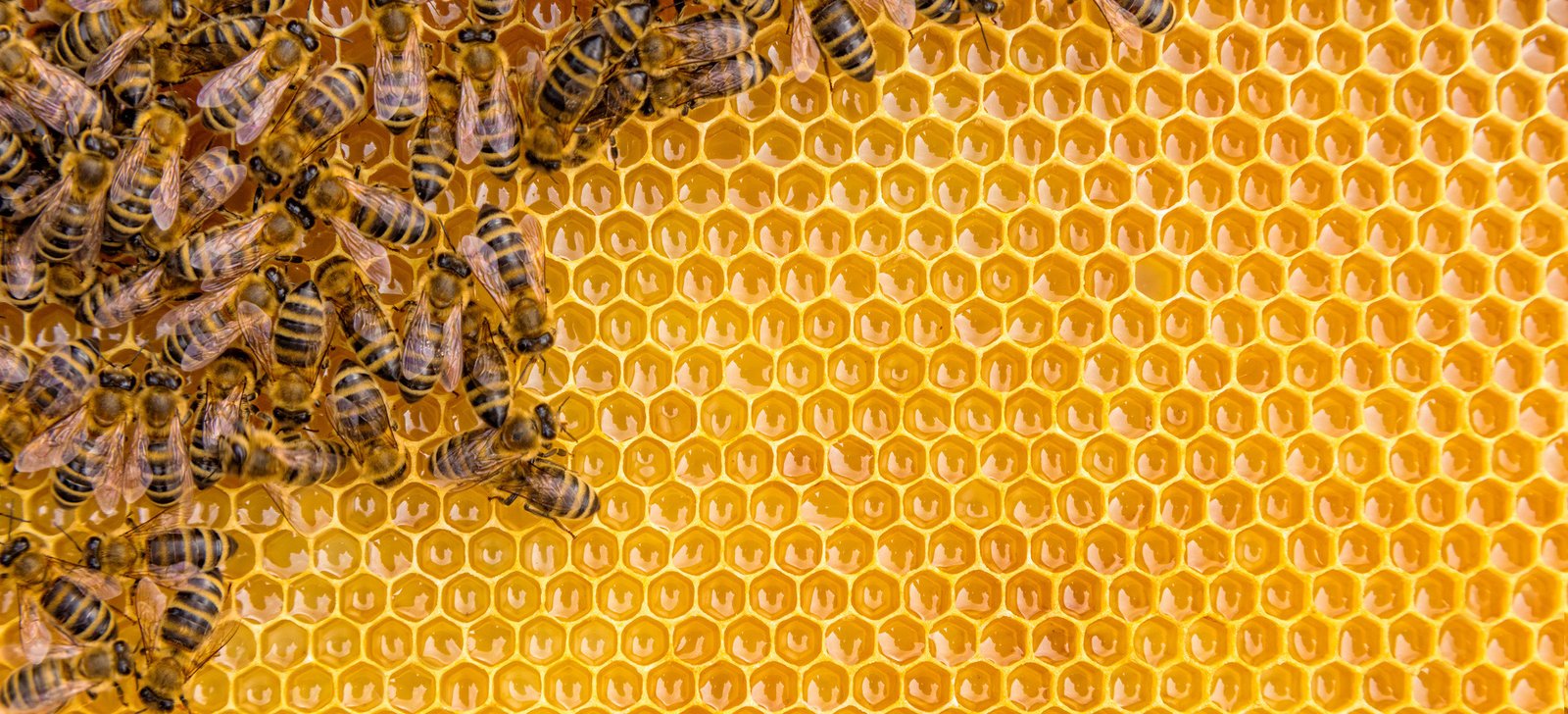 Bees are more attracted towards redheads than any other hair color - Serious Facts