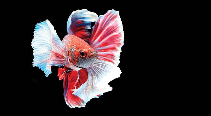 Betta Splendens are mostly used both for fighting and show.