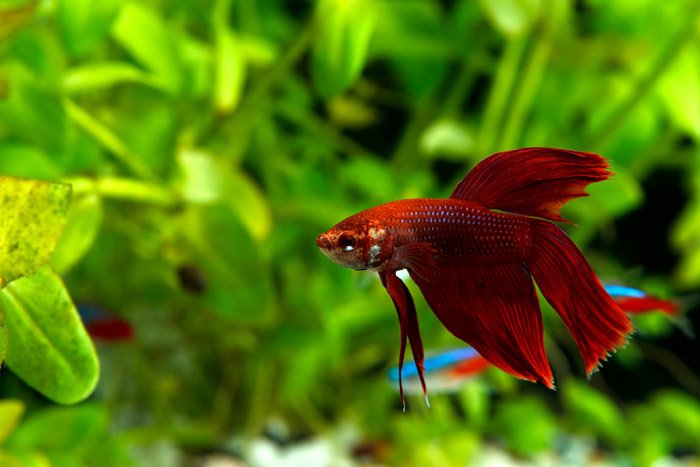 https://pethelpful.com/fish-aquariums/Do-Betta-Fish-Need-a-Heater-and-Filter-in-their-Tank