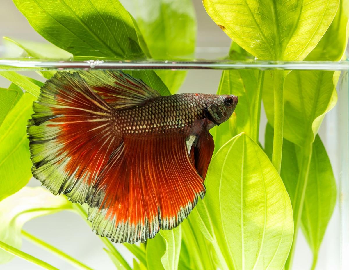 Betta fish often kept in very small plastic containers.