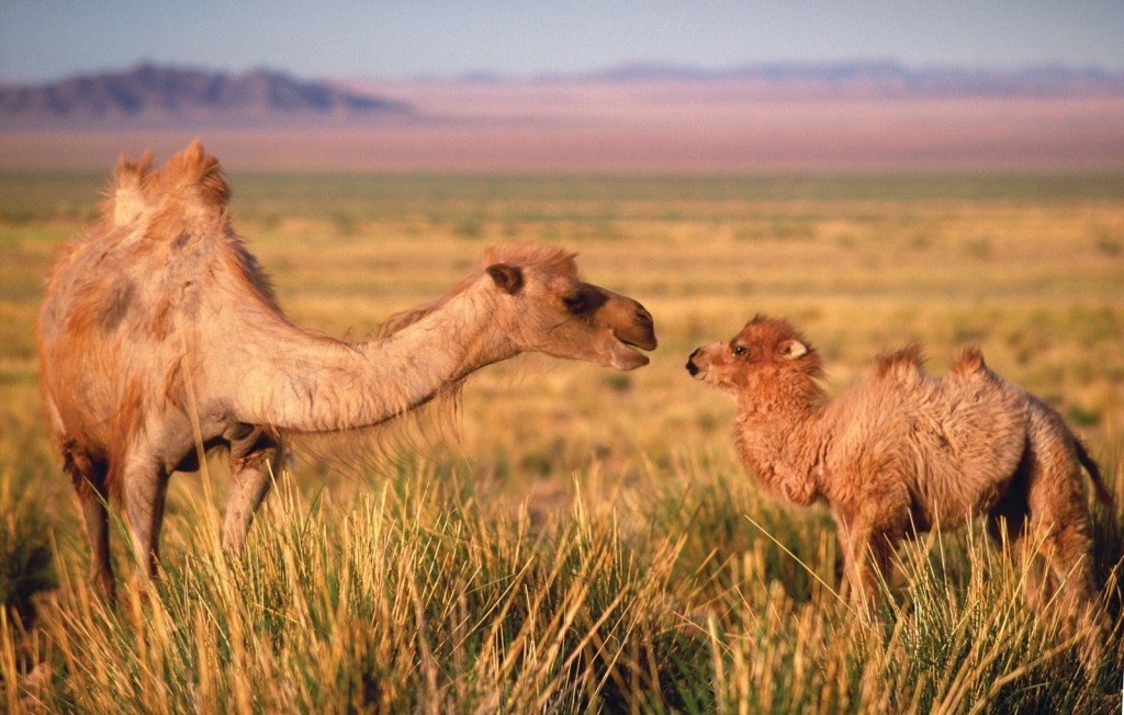 Bractrion Camels live in East Asia and Central Asia.