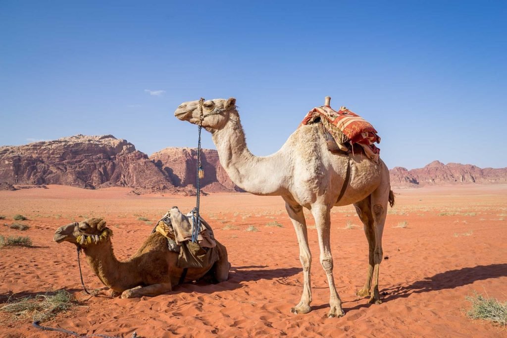 Camels are 7ft tall from the top of their hump to their feet.