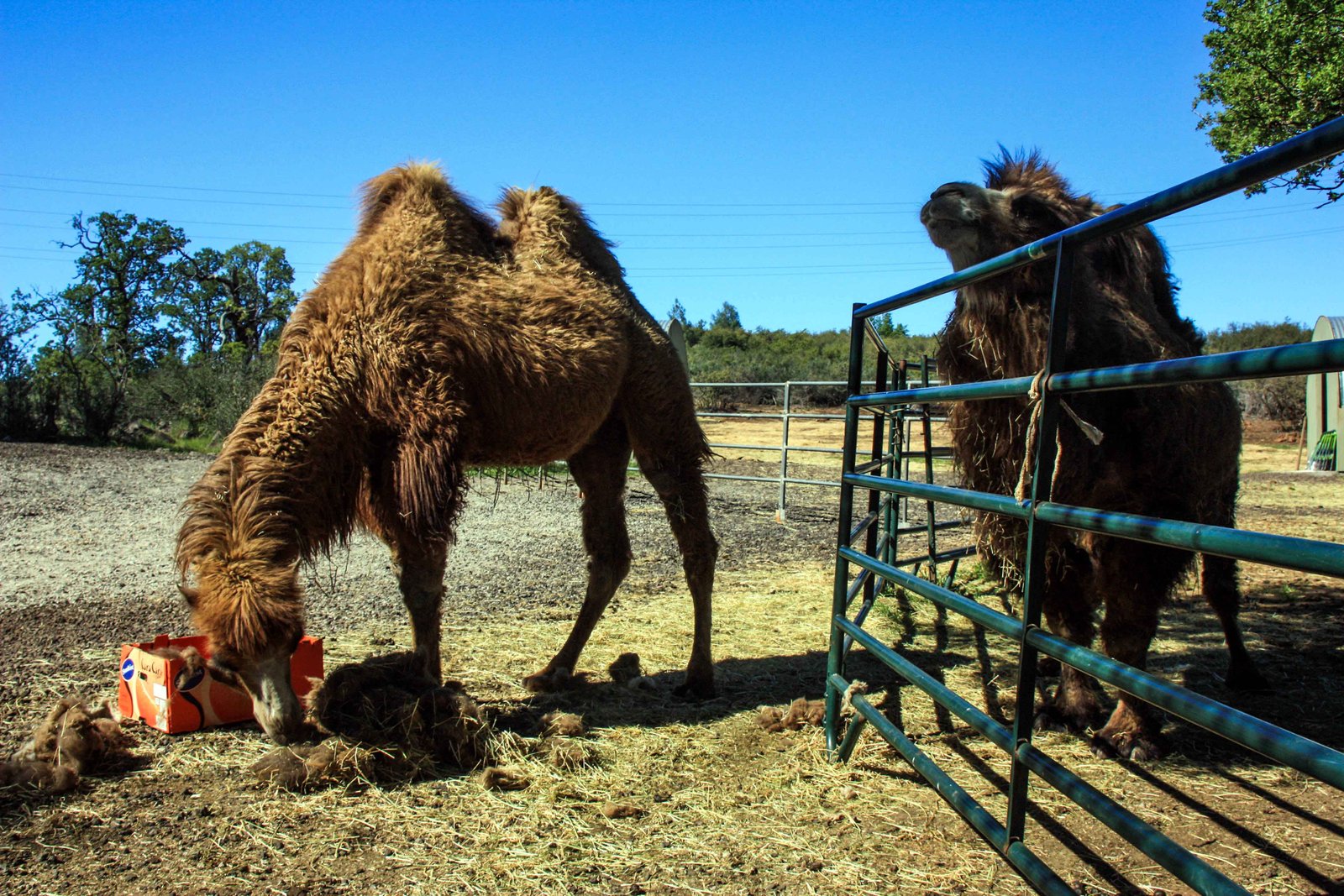 Camel's hair replicates the desert sun and retains them cool in very hot temperatures.