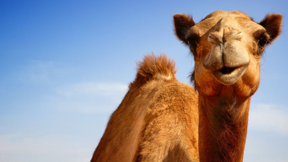 Camels have good eyesight and hearing.