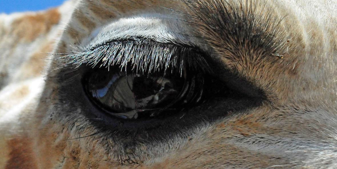 Camels have three sets of eyelids with two rows of eyelashes.