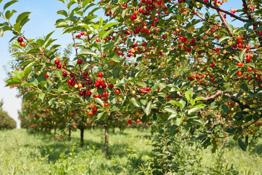 Cherry tree can grow 33 feet in height. Cultivated types are usually smaller.