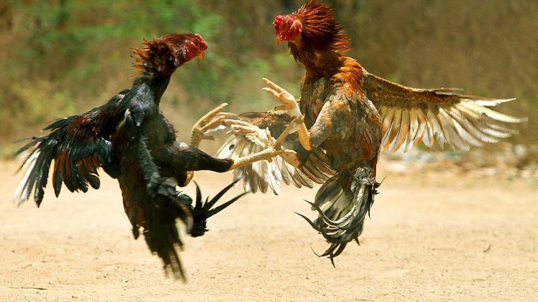 Cock-fighting is a legal and popular sport in Puerto Rico.
