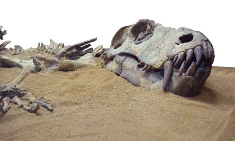 Dinosaur have 200 bones.