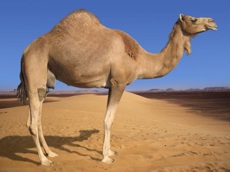 Dromedary Camels have only one hump.