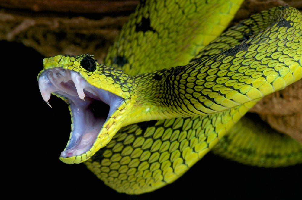 Due to flexible jaws snakes can eat prey bigger than their head.