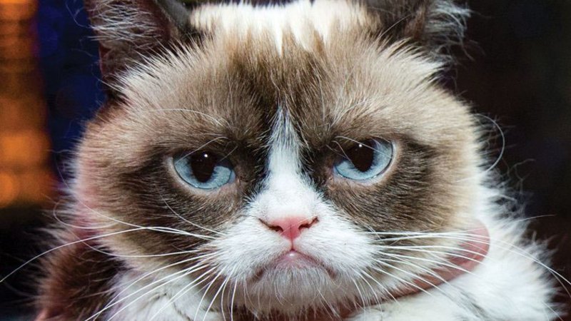 “Grumpy Cat” YouTube star earned more money than Oscar winning actress Gwyneth Paltrow in 2014.