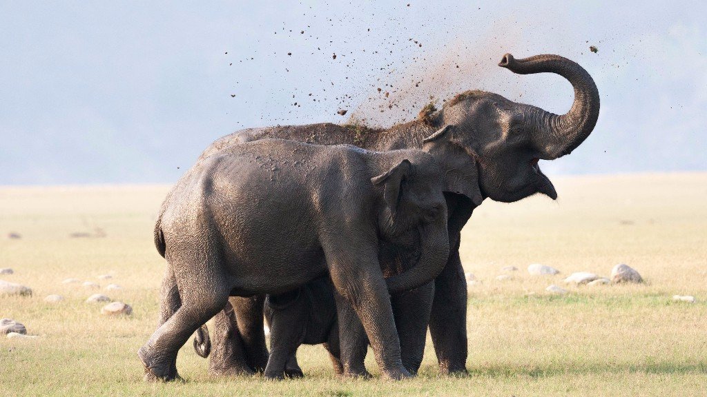 Elephant use sand or mud to keep themselves safe from sunburned.