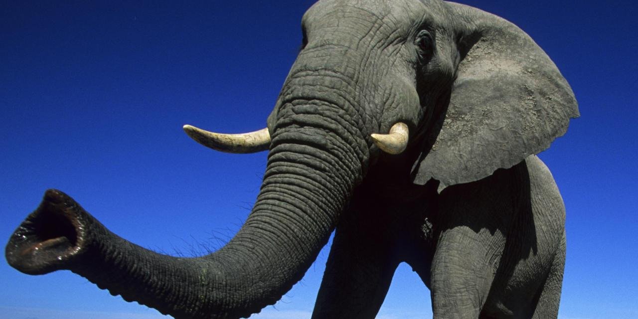 Elephant’ s trunk has more than 40,000 muscles - Serious Facts