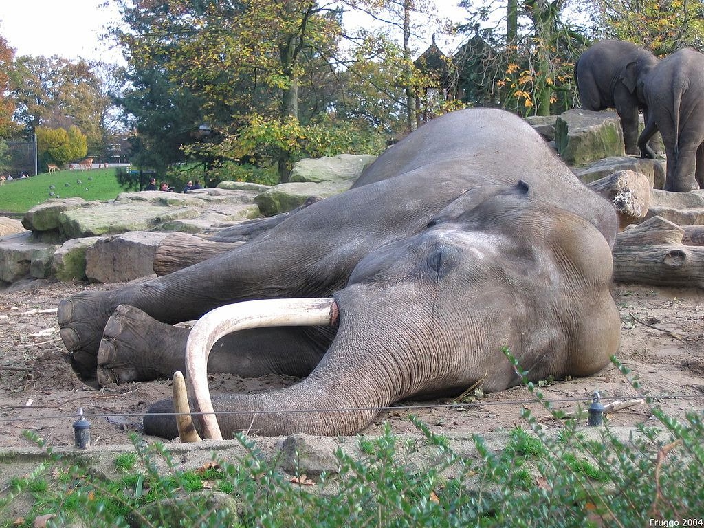 Elephants generally sleep 2 or 3 hours each day - Serious Facts