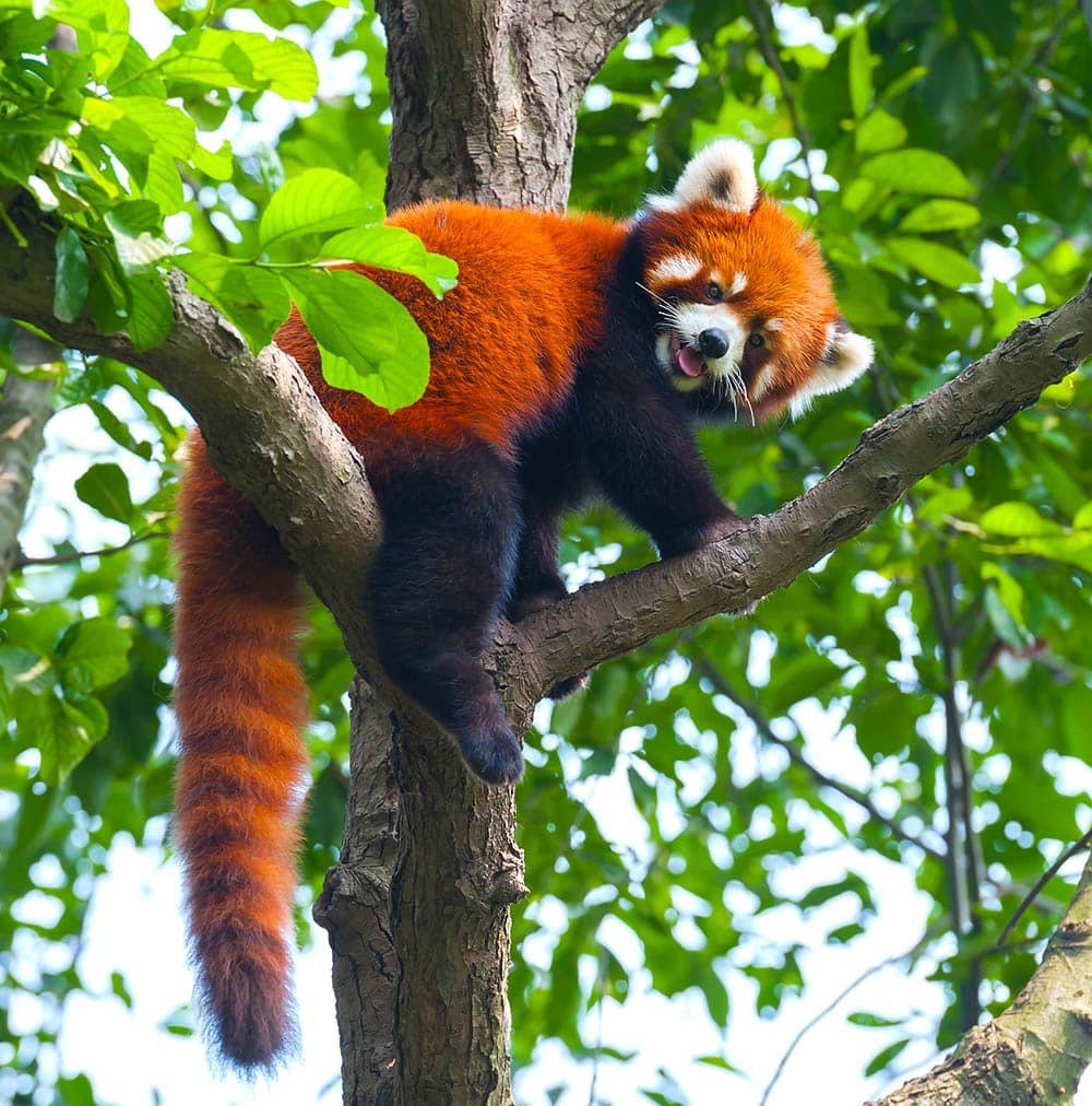 Red panda tail