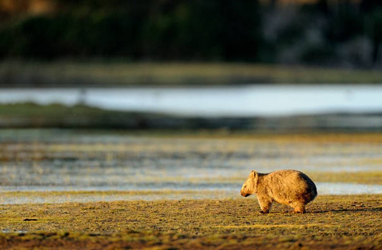 Epping Forest National in Queensland protects the remaining population of wombats.