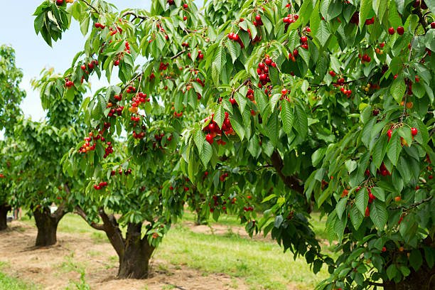  Every year, the Tree-Mendus Fruit Farm hosts the International Cherry Pit Spit contest in Eau Claire, Michigan.