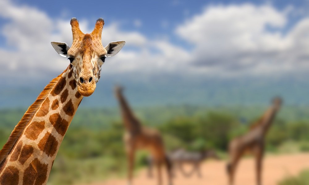 The step taken by the giraffe is about 15 feet in length.