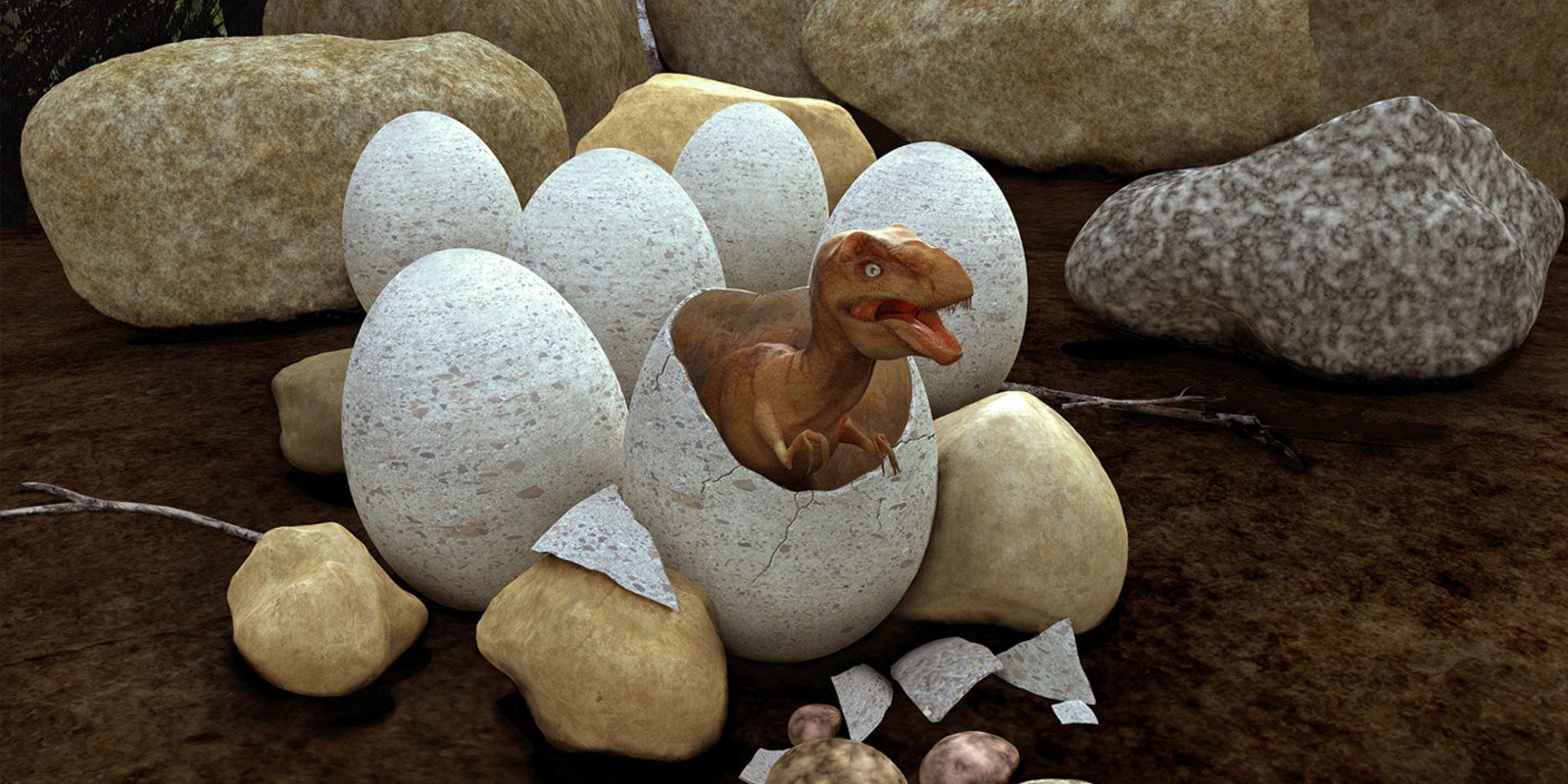 Female dinosaurs laid eggs up to 20 eggs at a time.