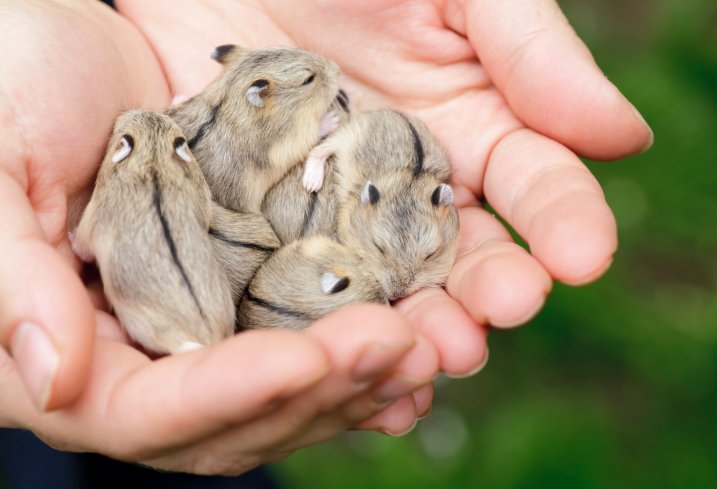 Female hamsters usually give birth to around eight children.