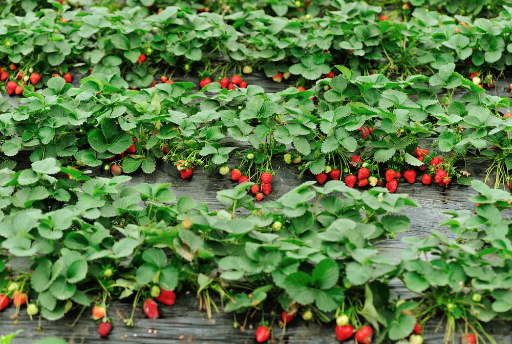 Florida rank second in production of strawberry.