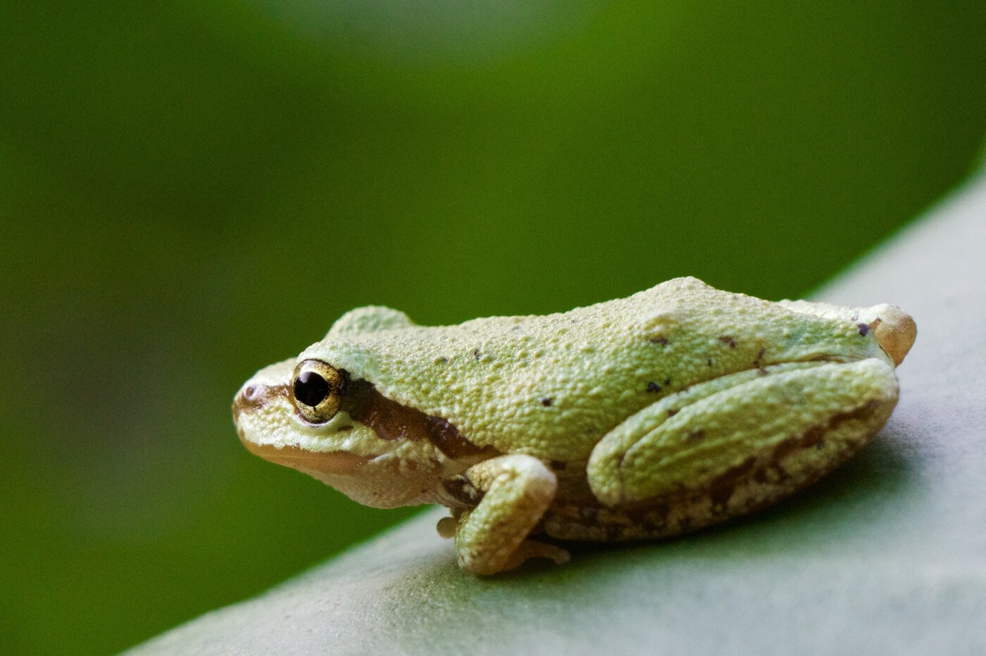 Frogs breathe through their nostrils.