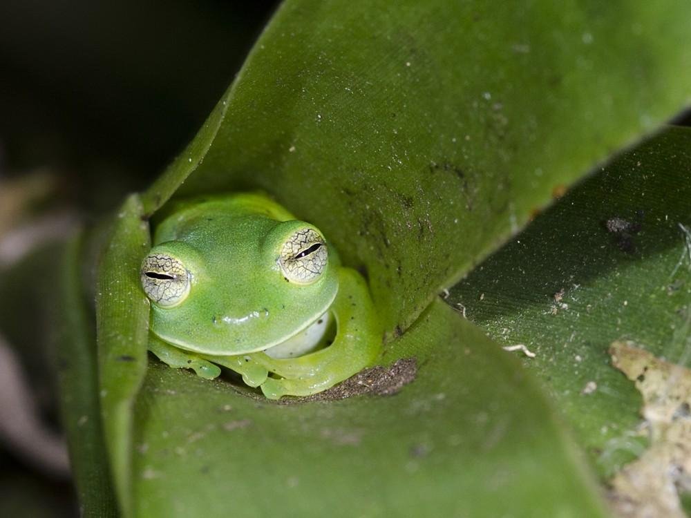 Frogs sleep with their open eyes.