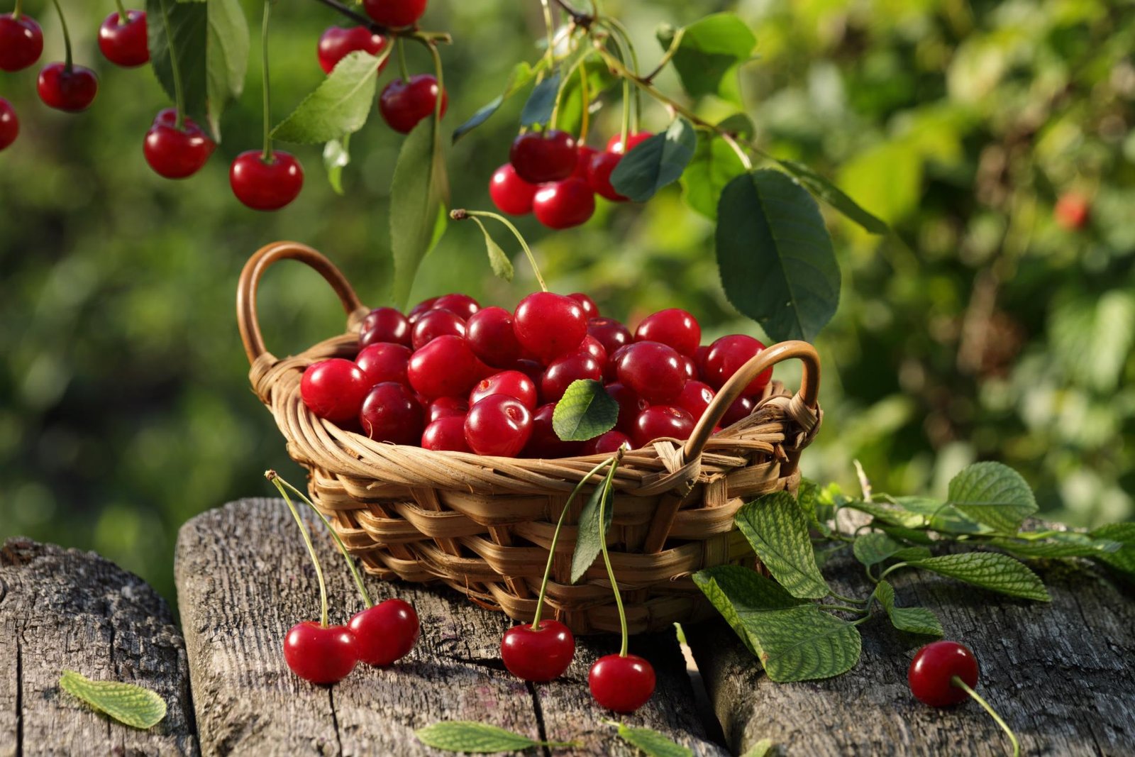 From the 1990s, Turkey produces 535,000 tons of cherries annually