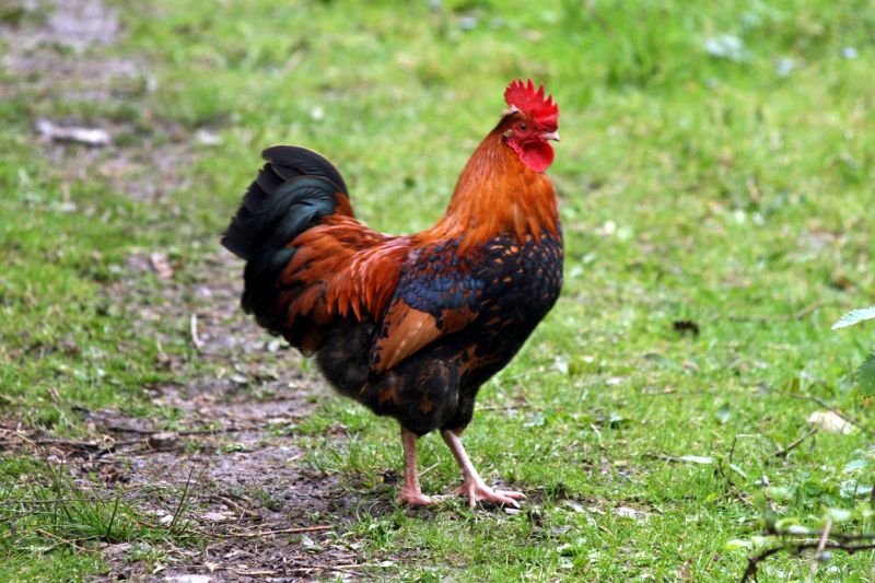 the-rooster-as-symbol-of-france