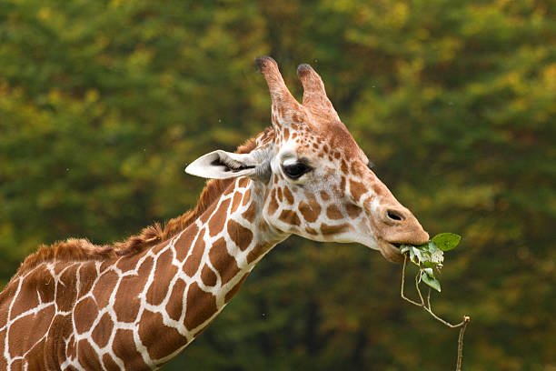 Giraffes are herbivores, which mean they only eat plants.