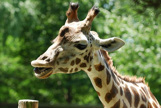 Giraffes have 32 teeth.
