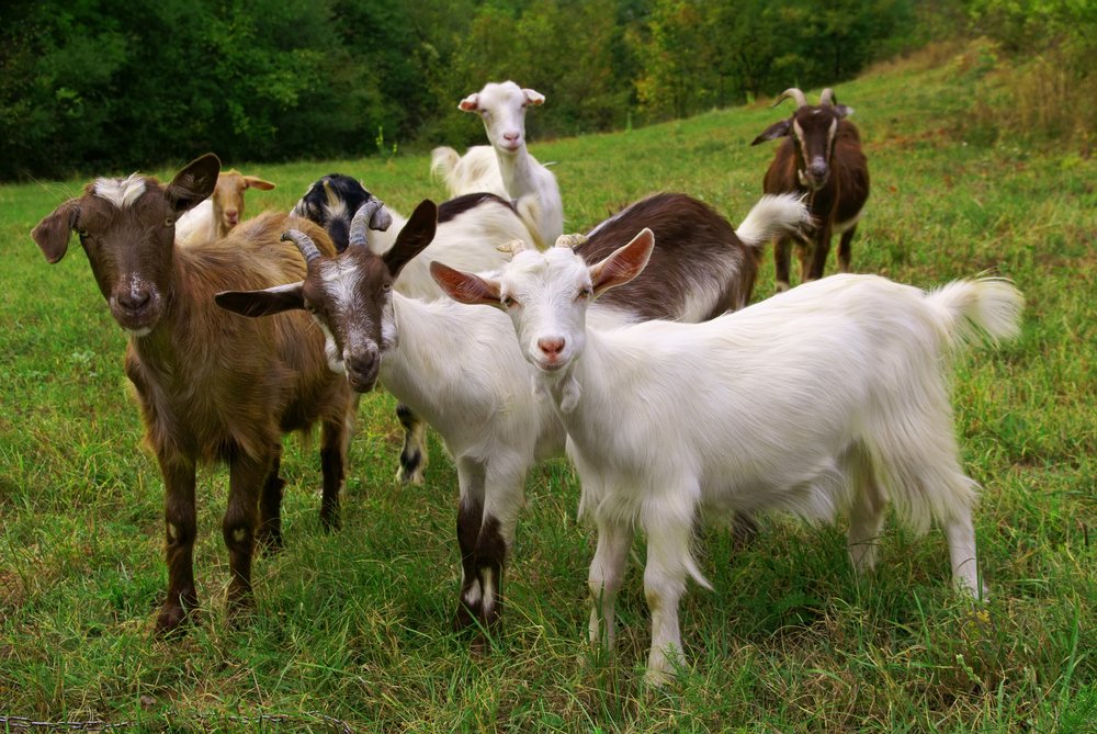 Google rents out goats to help keep their lawns clean