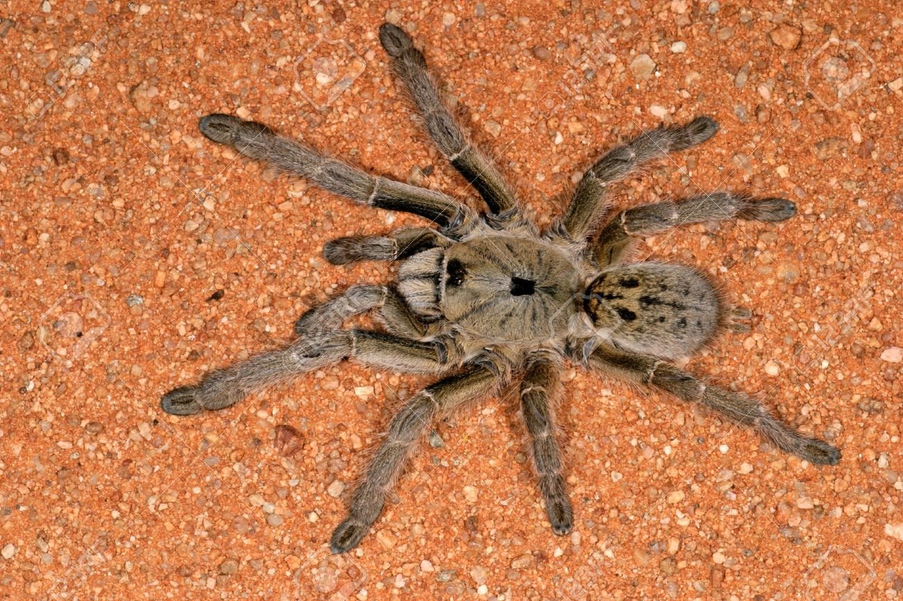 Grammostola 