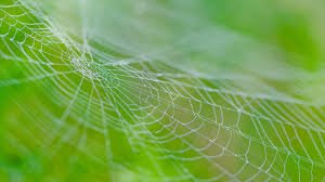 Grass spiders build a web on top of the grass.