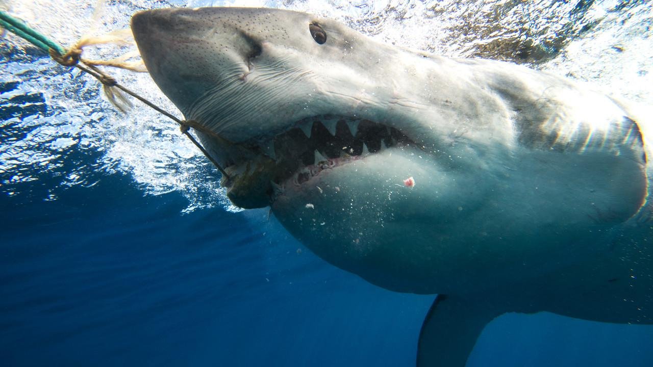 Great white sharks eat an average of 11 tons of food a year.