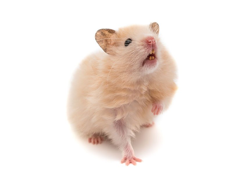 Hamsters have 4 front toes and 5 rear toes.